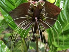 -西双版纳原始森林公园