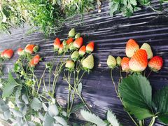 -恒绿农产品草莓采摘园