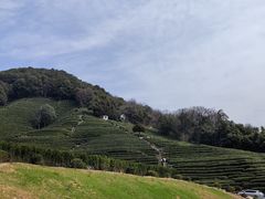 -十八棵（老龙井）御茶园(老龙井店)