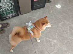 -半岛宠物医院24小时·内窥镜·牙科·碎石中心(府城大道店)