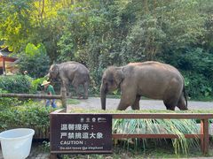 -西双版纳原始森林公园