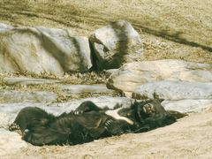 -北京野生动物园