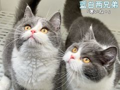 -lincat·猫舍(广州店)