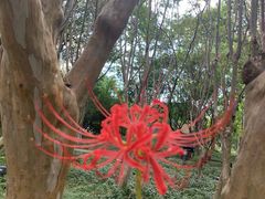 -金鸡湖桃花岛