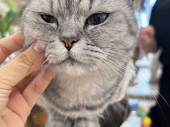 -共舞时光猫咖·狗咖(新街口店)