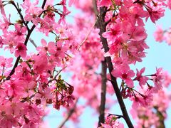 -福建鲤鱼洲酒店