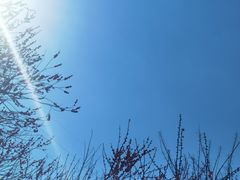 -新建村梅花