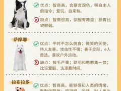 -翊宠yipet猫狗购宠庄园犬舍•猫舍