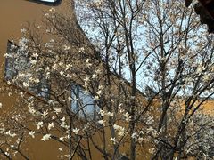 -龙华寺