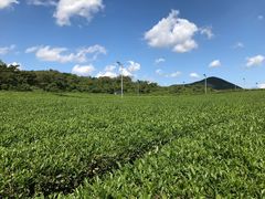 -雪绿茶博物馆