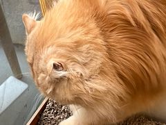 -猫咪派对(江南西店)