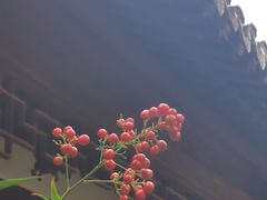 -秋霞圃