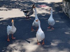 -静之湖湖畔餐厅