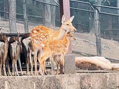 -沈阳森林动物园