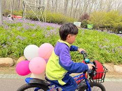 -合肥滨湖国家森林公园