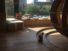 -CAT’S MEWSTAR CAFE·喵星球猫屋(晴湾咖啡店)