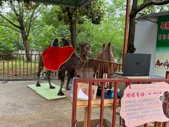 -合肥野生动物园