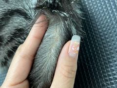 -唐小姐の猫狗洗护·购宠旗舰店(周浦万达店)