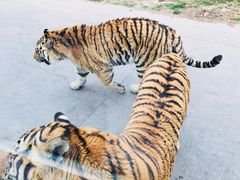 -西安秦岭野生动物园