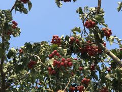 -武清南湖绿博园