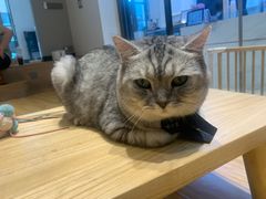 -啵啵喵·猫咖(攀华国际店)