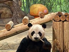 -广州长隆野生动物世界