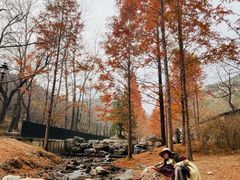 -白水寺森林公园