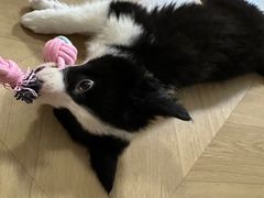 -纳吉亚猫专科动物医院·北北分院