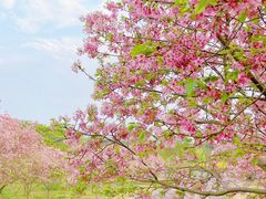 -天适樱花悠乐园