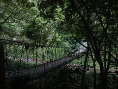 -野象谷景区