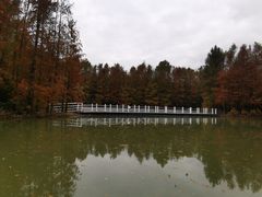 -上海海湾国家森林公园