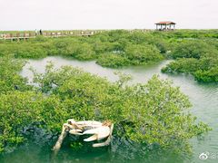 -北海金海湾红树林生态旅游区