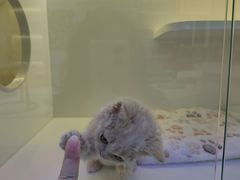 -小猫来了·猫舍(红山六九七九店)