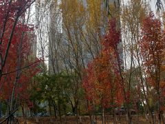 -长白岛森林公园