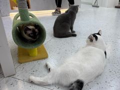 -喵园·猫主题咖啡厅·撸猫·猫咖(国贸店)