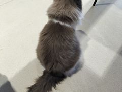 -藏猫猫咖啡主题馆(中央大道店)