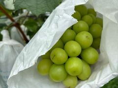 -马陆小张葡萄园农家乐