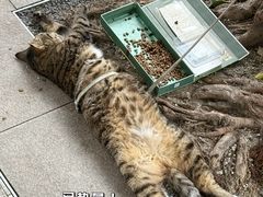 -神仙树公园