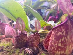 -中国科学院西双版纳热带植物园
