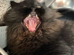 -momokira米努特·德文卷毛猫·棉花面纱犬