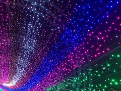 -杭州湾海上花田景区