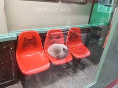 -猫咪博物馆(顶澳仔猫街店)