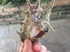 -越海渔村