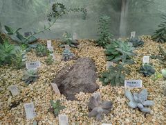 -中国科学院华南植物园