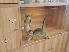 -猫十亿·布偶金渐层·曼基康矮脚猫舍(青年路店)