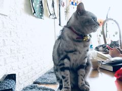 -平行世界·猫咖(首经贸店)
