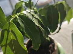 -朴墅(西湖青芝坞店·杭帮菜·家宴.14年的店)