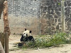 -都江堰中华大熊猫苑