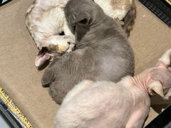 -琪喵猫屋·撸猫猫咖·猫舍