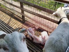 -小鱼草莓采摘园农家乐·小鱼餐厅
